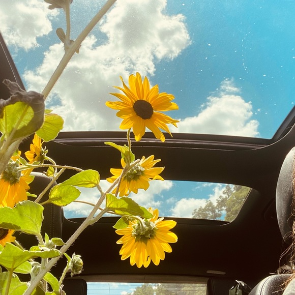 sunflowernnurse